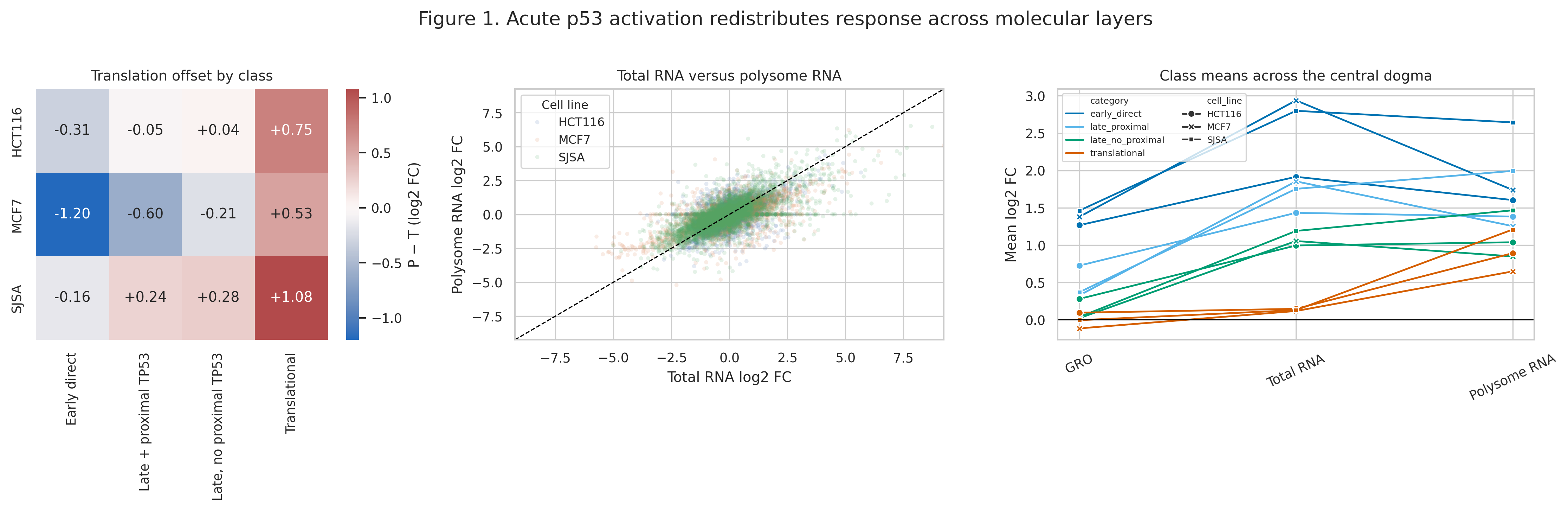 Composite figure showing translation offsets, total RNA versus polysome RNA, and class means across the central dogma in HCT116, MCF7, and SJSA cells.